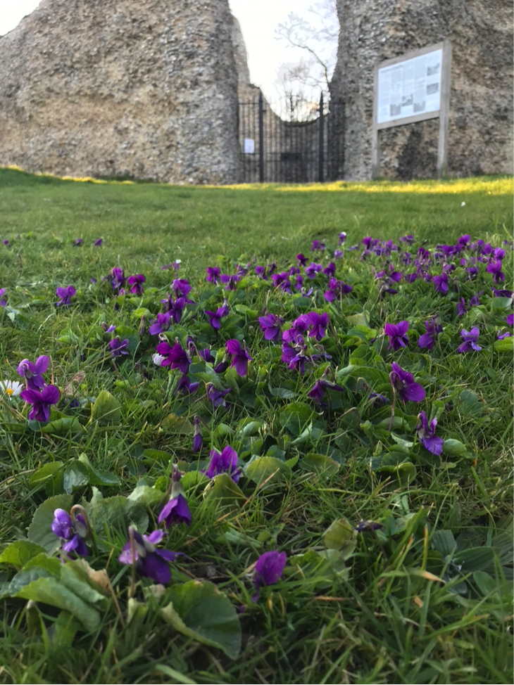 wild flowers on Castle Mound