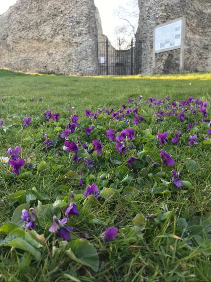 Purple wild flowers in the grass on Castle Mound, with the flint walls of the castle ruin behind.