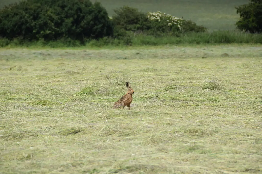 A brown hare sitting upright, ears raised, in a freshly cut hayfield, with hedges and trees behind