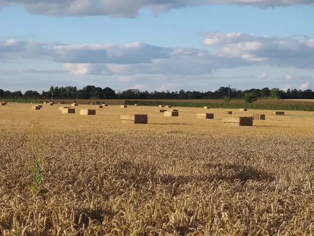 A field of ripe wheat in evening sun, with rectangular straw bales on the harvested ground beyond and a line of trees on the horizon