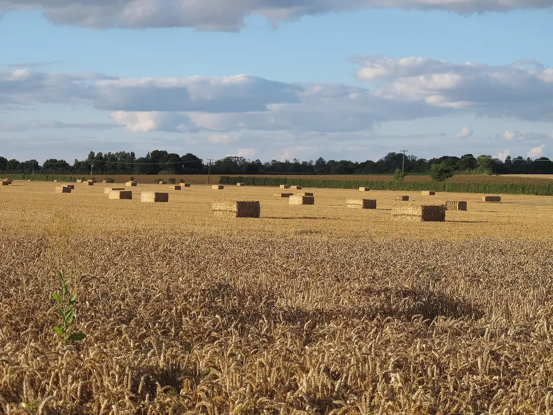 A field of ripe wheat in evening sun, with rectangular straw bales on the harvested ground beyond and a line of trees on the horizon